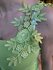 Green top_